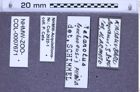 Etikette zu Melanotus loochoensis (Miwa, 1929) (NHMW-ZOO-COL-0007671)
